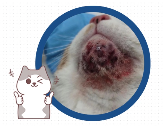 猫咪黑下巴怎么快速去除？一周见效的护理方法