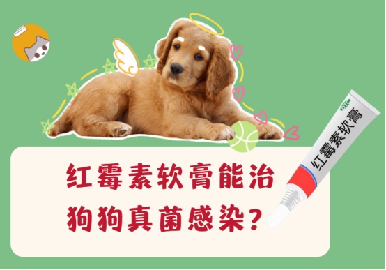 红霉素软膏能治狗狗真菌感染？