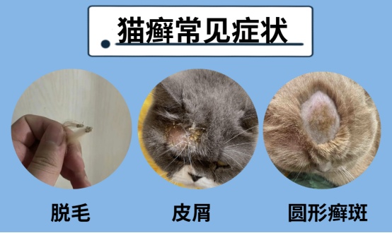 猫癣症状