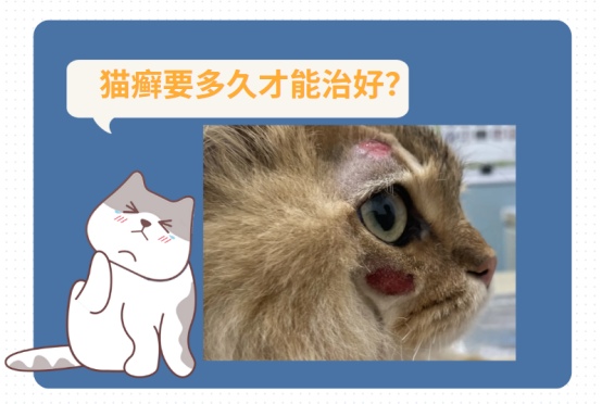 猫癣治疗多久能好？铲屎官必知的五大治疗误区及正确方法