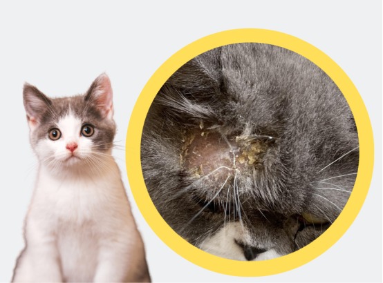 猫癣病因大揭秘：环境潮湿通风差易致猫咪感染真菌皮肤病