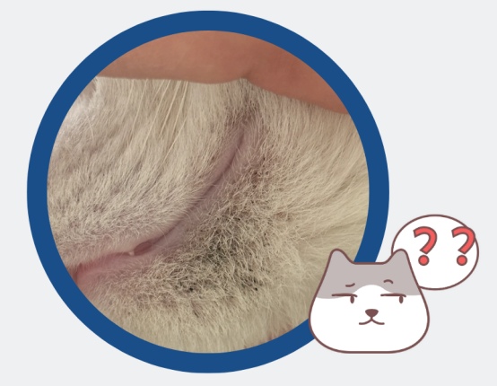 猫下巴那有一堆黑点是什么？