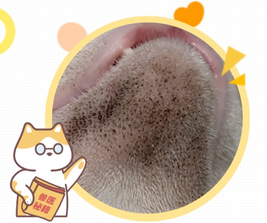 猫黑下巴怎么去除?