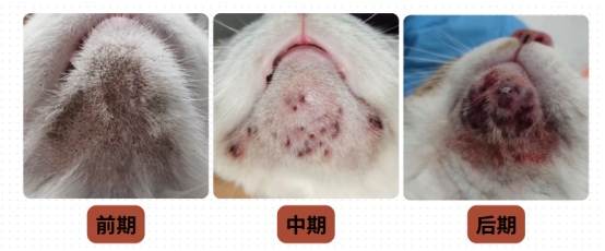 猫黑下巴去除小技巧