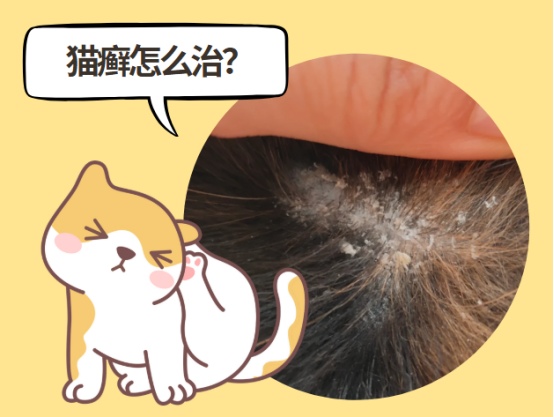 猫癣怎么治好得快用什么药?