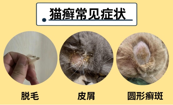 猫癣怎么治好得快?