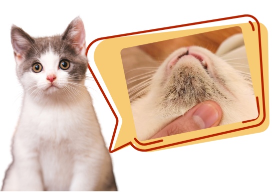 猫咪黑下巴的原因是什么？