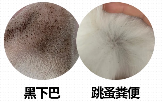 猫咪黑下巴