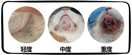 猫咪下巴上有黑色渣子怎么回事?