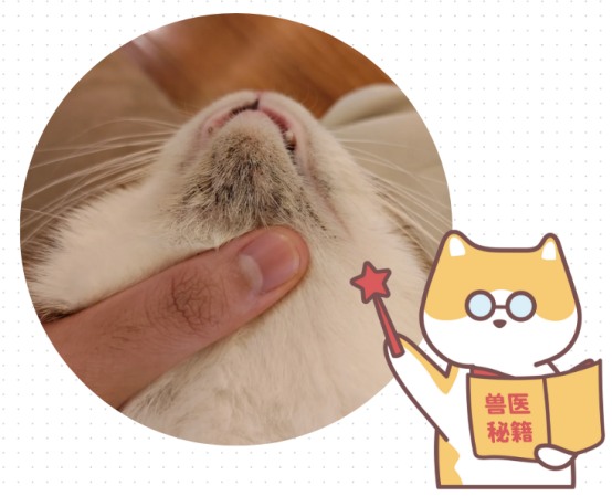 猫咪黑下巴