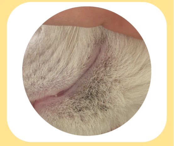 猫咪黑下巴症状