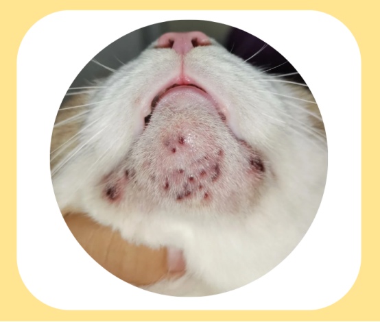 猫咪黑下巴怎么去除?
