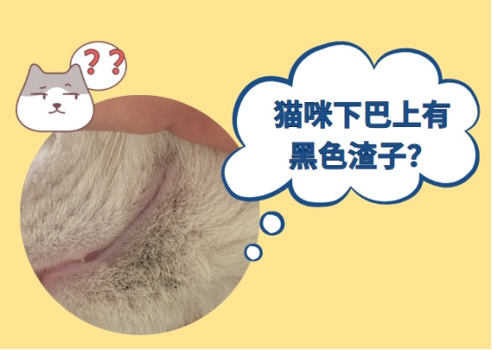 猫咪下巴黑渣是黑下巴还是跳蚤粪？教你轻松区分判断