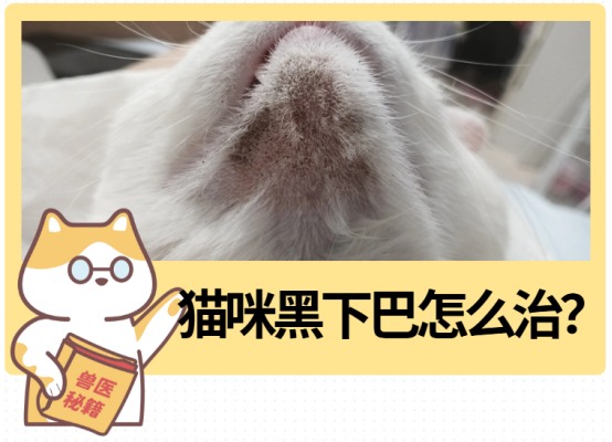 猫咪黑下巴怎么治?