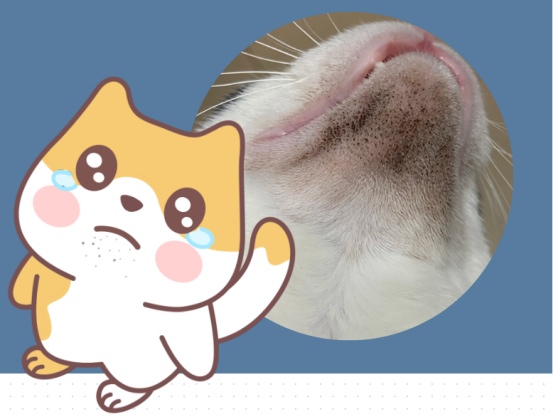 猫黑下巴是什么原因导致的？