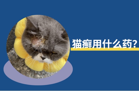 猫癣治疗方法详解：3种有效药物推荐及护理指南