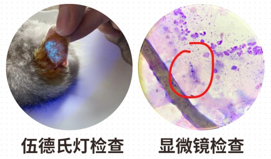 怎么区分猫癣?