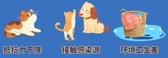 猫癣怎么引起的?