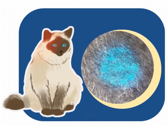 猫癣用什么药最有效?