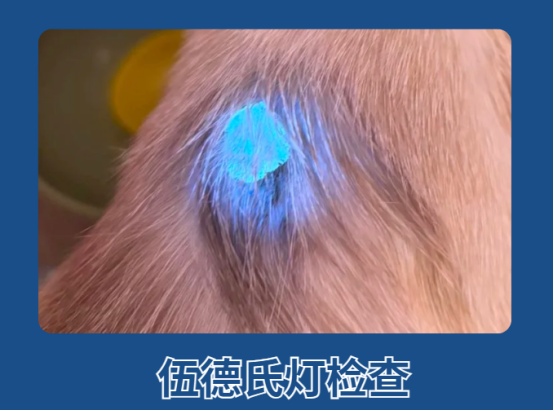 猫癣