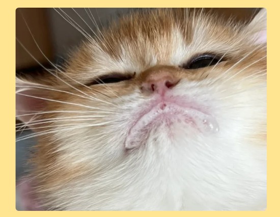 猫咪吐白沫怎么办?