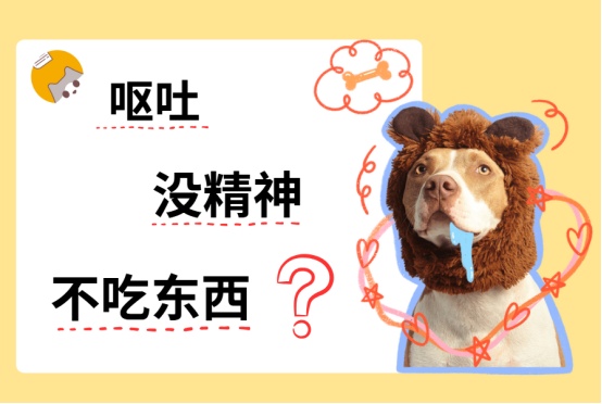 狗狗不吃东西还呕吐没精神怎么办？