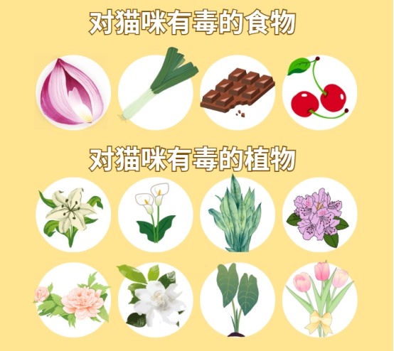 猫咪吐白沫的原因