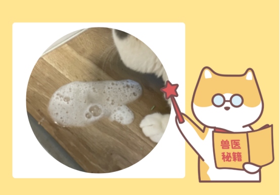 猫咪吐白沫是怎么回事?