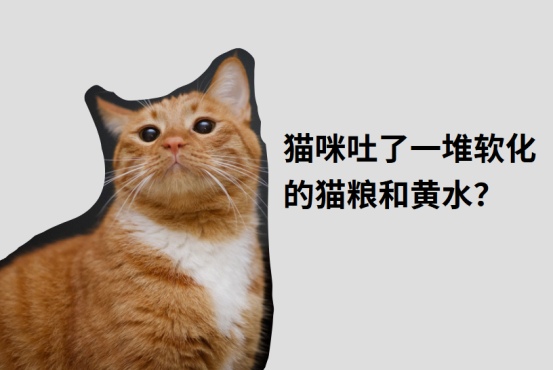 猫咪呕吐猫粮和黄水怎么办?