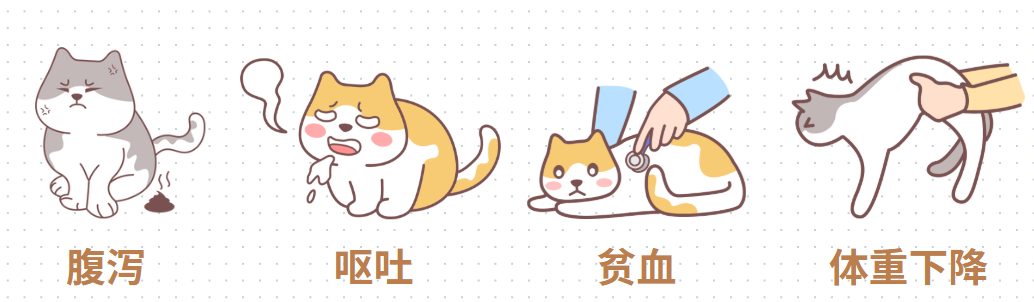 猫肚子里有虫怎么办?