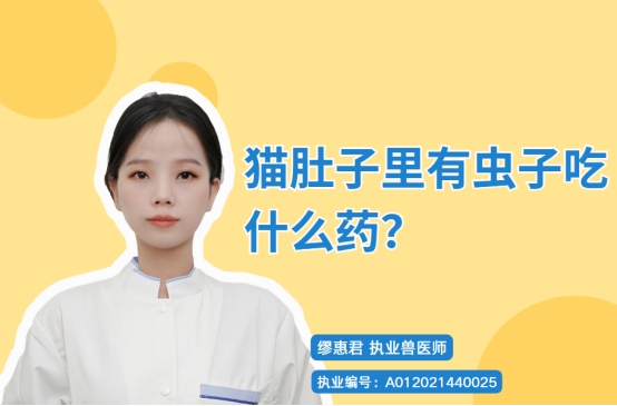 猫肚子里有虫子吃什么药?