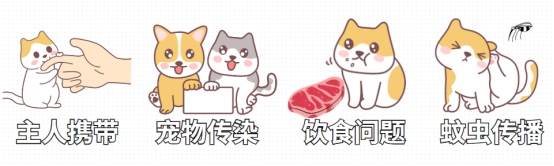 猫不出门需要驱虫吗?