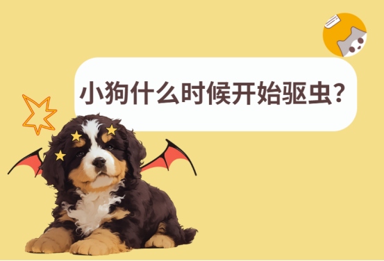 小狗到底什么时候开始驱虫?