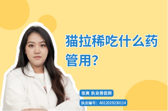 猫拉稀吃什么药管用?