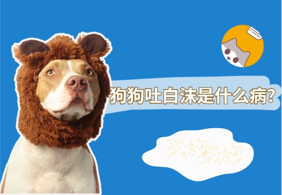 狗狗吐白沫是什么病?应该怎么办?