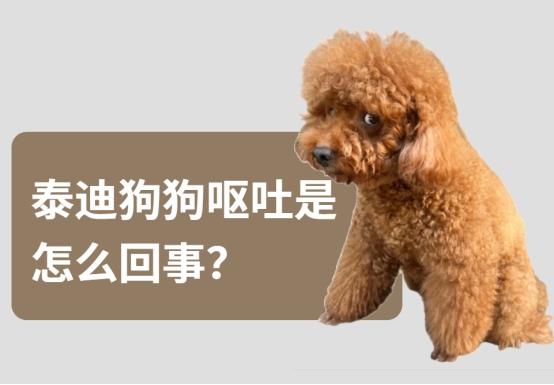 泰迪狗狗呕吐是怎么回事?