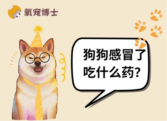 狗狗感冒不能用人药的原因及正确用药指南
