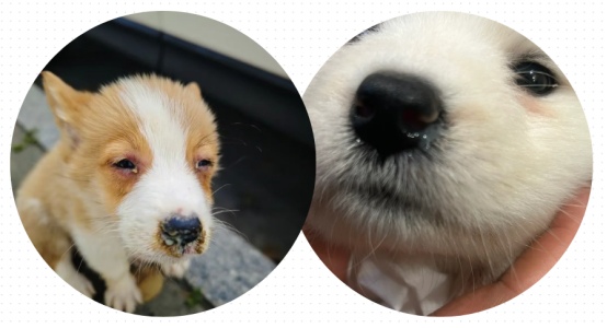 狗狗老打喷嚏是感冒吗？