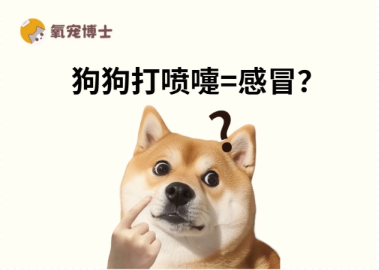 狗狗老打喷嚏是怎么回事？