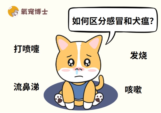 狗狗感冒是什么反应?