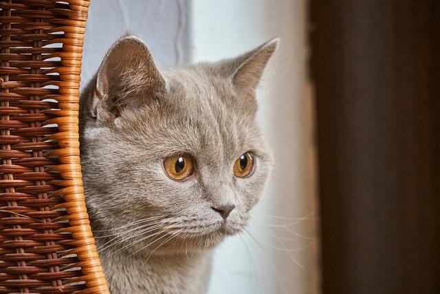 猫咪吐毛球是好事还是坏事?