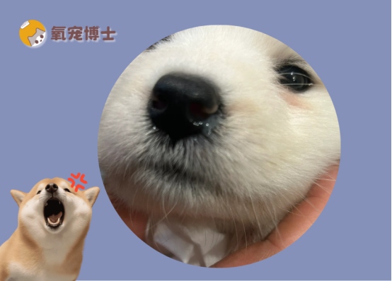 狗狗感冒了流鼻涕怎么办?