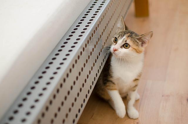 养猫家庭必知：4种常见消毒剂对猫咪致命风险及安全替代方案
