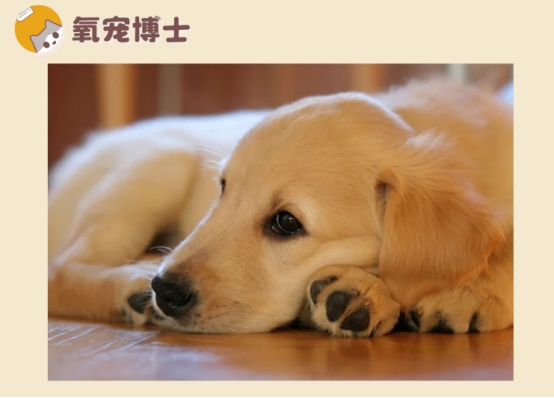 狗狗感冒不吃不喝没精神原因分析及救治方法