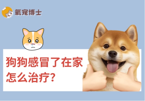 狗狗感冒了怎么办?