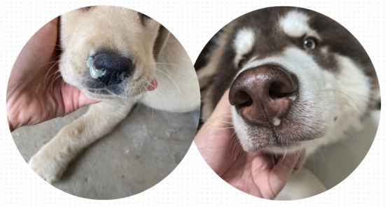 狗狗感冒了在家怎么治?