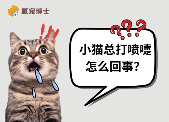 小猫频繁打喷嚏原因分析及科学护理方法