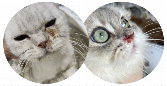 猫咪感冒打喷嚏吃什么药?