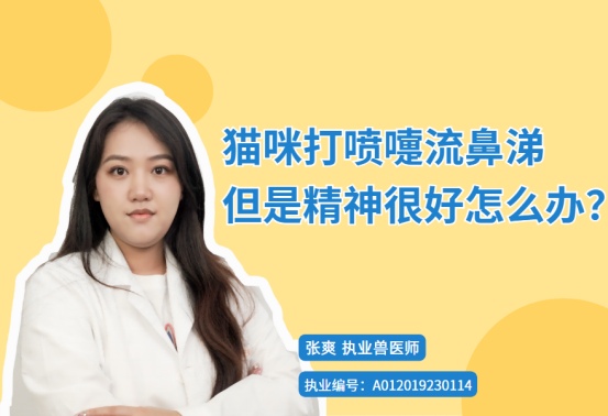 猫咪打喷嚏流鼻涕但是精神很好怎么办?