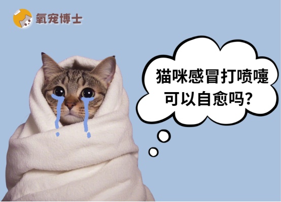 猫咪感冒打喷嚏可以自愈吗?